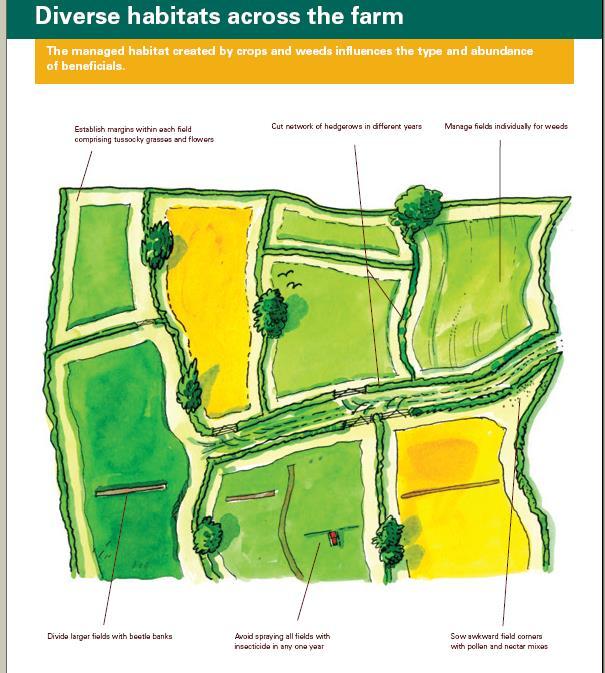 Infrastrutture ecologiche nell azienda agraria Creazione di margini inerbiti Implementazione delle reti ecologiche Gestione infestanti specifica per ogni