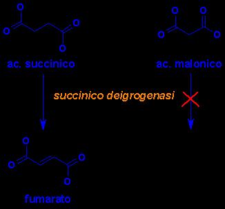 Inibizione competitiva L inibitore competitivo compete con S per il sito catalitico È una molecola molto simile a S Può adattarsi e legarsi al sito dell E ma non può