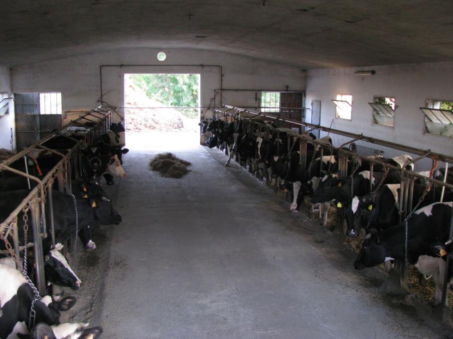 sono 30 vacche in lattazione
