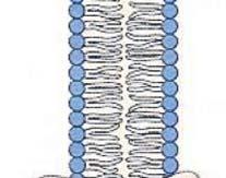 mitocondri NADH è prodotto nel citosol La
