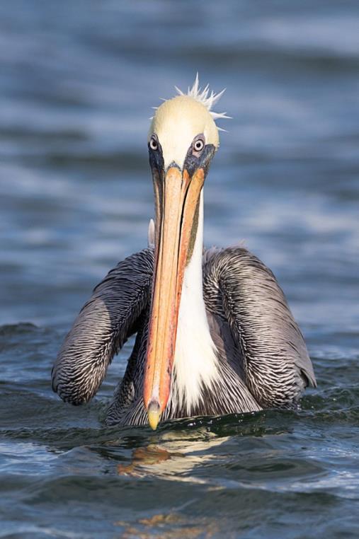 confermare). 28 Novembre: Rio Dulce Macrofotografia (+ eventuale sessione di fotografia da barca presso la costa per cormorani, pellicani, sterne, fregate e falco pescatore).