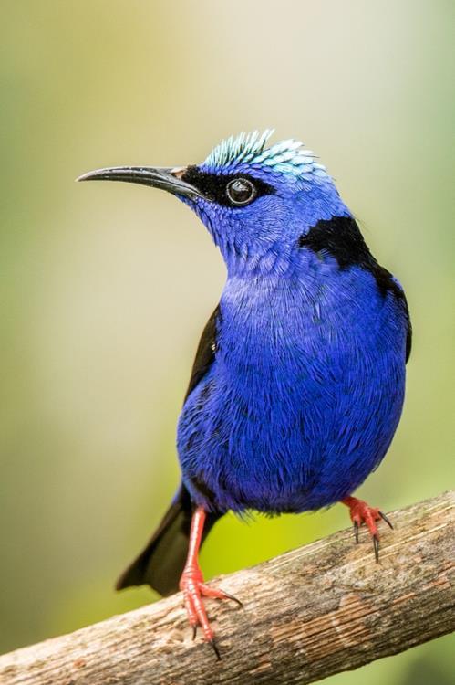 Target: avifauna, fauna, paesaggio, macrofotografia. Fotografo accompagnatore: Nicola Destefano.