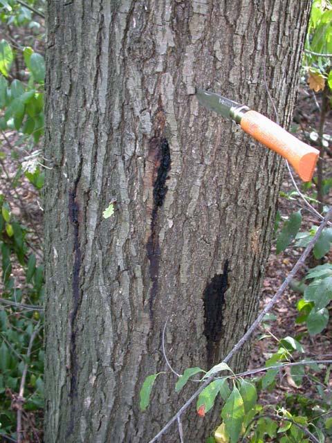 Sudden Oak Death (SOD)