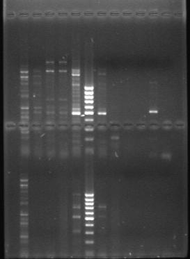 Nested PCR per diagnosi di Phytophthora ramorum