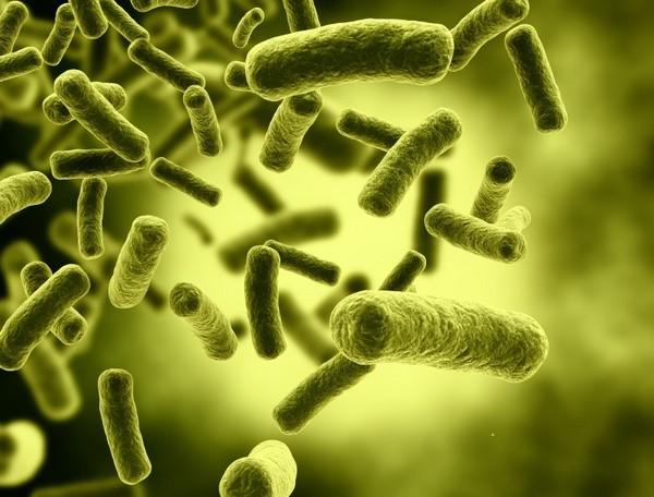 LATTOBACILLI Microrganismi batterici non sporigeni, di forma bastoncellare o coccica, Gram+ e anaerobi Sono