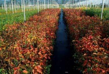 L utilizzo di piantine di provenienza sconosciuta porta al rischio di porre a dimora individui non idonei alla situazione pedo-climatica dell area di utilizzo finale Obiettivi: produzione di un