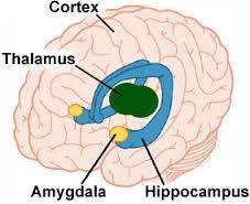 Sucortical Brain Atrophy in Delirium Patients D - N = 11 D + N = 6 p* Subcortical Volumes (mm³) Hippocampus 3170 ± 435 2617 ± 622 0.