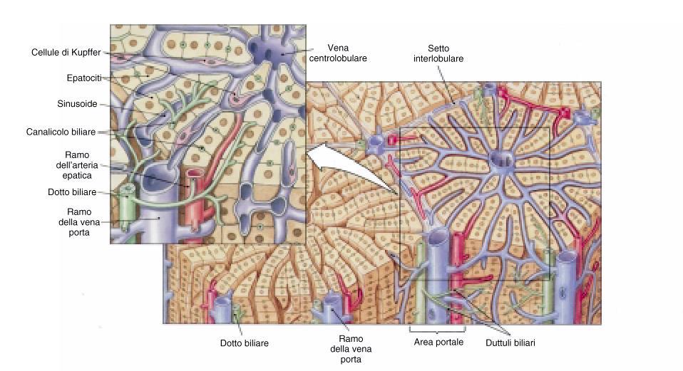 Organizzazione del parenchima (lobulo Classico) Vena centrolobulare Lamine
