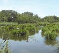 Il sito comprende quanto resta della cassa di colmata del fiume Lamone dopo la bonifica avvenuta tra gli anni 50 e 70 del Novecento: Punte Alberete è un bosco prevalentemente igrofilo; Valle