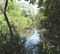 naturale evoluzione dei sistemi palustri d acqua dolce verso il bosco planiziale, con progressiva perdita degli ecosistemi acquatici e, quindi, possibile perdita del valore naturale (cui è