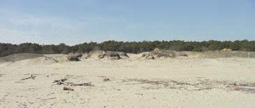 I sistemi dunari delle spiagge emiliano-romagnole sono oggi ormai quasi interamente scomparsi, a causa dei normali processi di erosione, ma anche dell intensa antropizzazione.