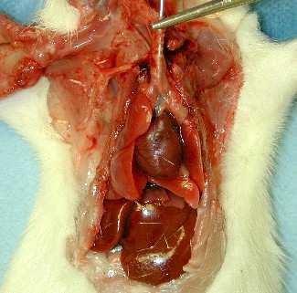 TRACHEA Parte toracica Successivamente la trachea si pone dorsalmente alla base del