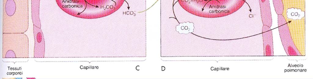 all anidrasi carbonica viene scisso in acqua e anidride carbonica.