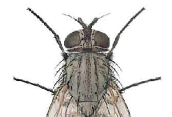 Fannia Canicularis detta piccola mosca domestica o mosca dei