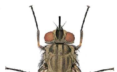 Stomoxys calcitrans Detta Mosca cavallina E una delle