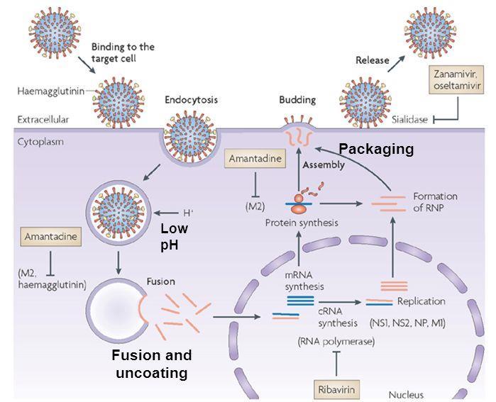 Controllo dell infezione TERAPIA Amantadina, rimantadina interagiscono con la proteina M2, inibendo così la scapsidazione virale (influenza tipo A) Zanamivir, oseltamivir analoghi dell acido sialico,