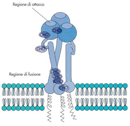 Emoagglutinina e neuramminidasi Emoagglutinina (H) = trimero con forma di spicola, è l antirecettore riconosce residui di acido sialico legato a Gal mediante legame α-2,6 (adsorbimento) proteina di