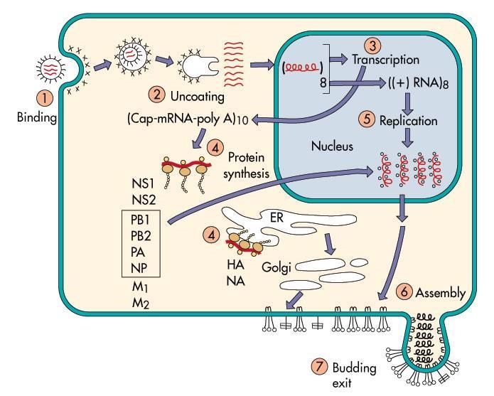 Ciclo replicativo 1. Adsorbimento virale, mediato da HA, a residui di acido sialico di glicoproteine di superficie cellulare Internalizzazione per endocitosi mediata da recettore (viropessi) 2.