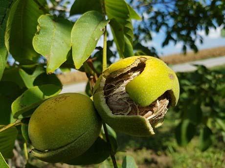 STATO FITOSANITARIO DELLE COLTURE Noce CICCIANO Via Ponteca Gatta Giuseppe Malizia completa maturazione nessun rilievo VICO EQUENSE R.