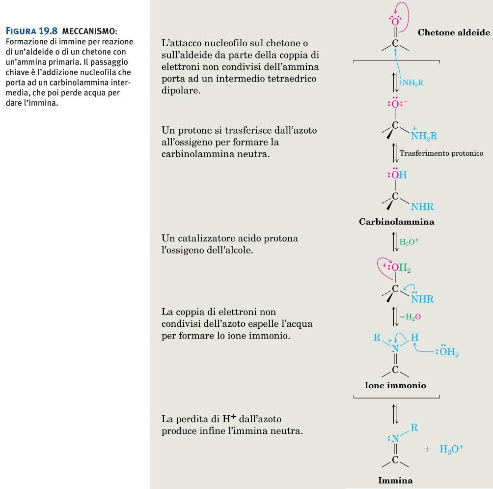 ntanone Figura 19.8 MECCANISMO: Formazione di immine per reazione di un aldeide o di un chetone con un ammina primaria.