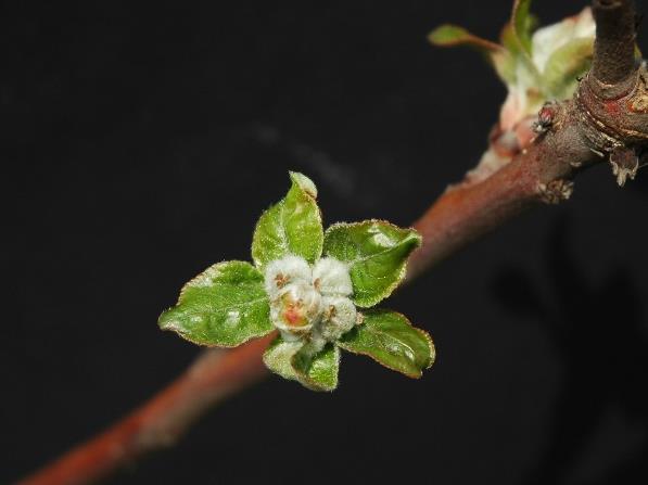 DIFESA DELLE POMACEE MELO Fase fenologica: mazzetti divaricati/bottoni rosa Ticchiolatura Considerate le condizioni di bel tempo previste per i prossimi giorni non sono al momento necessari