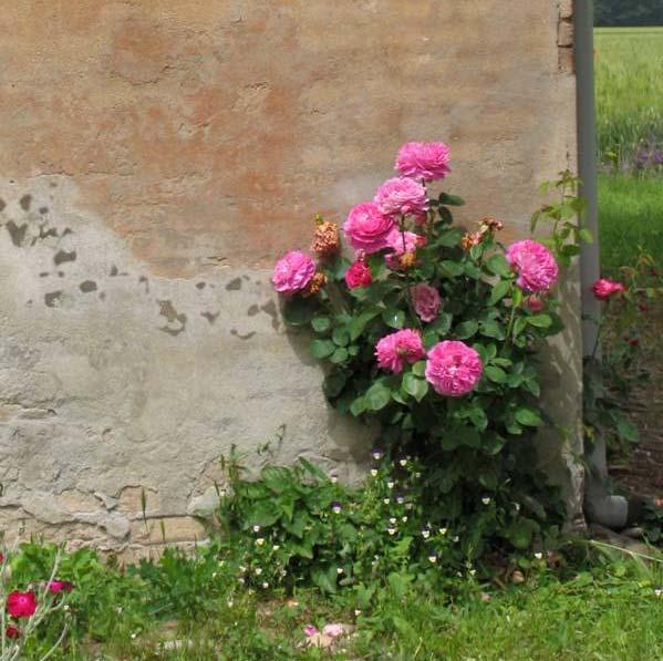 rose antiche, uno dei pochi