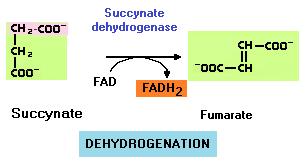 L enzima che catalizza la reazione (succinato deidrogenasi) è un enzima di membrana mitocondriale che fa parte della catena di trasporto degli elettroni della fosforilazione ossidativa.