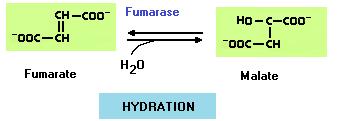 ciclo. Riossidando il FADH 2 si ottengono infatti 2 molecole di ATP invece di 3 come per il NADH. 7. fumarato malato La reazione di idratazione è stereospecifica. Si ottiene solo L-malato.