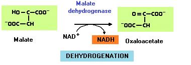 La reazione è endoenergetica, quindi la concentrazione di ossalacetato è in genere molto bassa nella matrice mitocondriale.