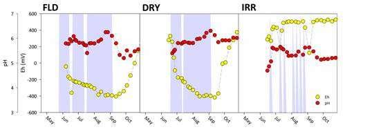 As (mg l -1 ) As (t) suolo = 11 mg/kg 16. 14. 12. 1. FLD 16. DRY 16. IRR 14. 14. 12. 12. 1. 1. 25 cm cm 75 cm 8. 8. 8. 6. 6. 6. 4. 2. 4. 2. 4. 2.... 1 My 2 3 4June 6 7July 8 9 Aug.