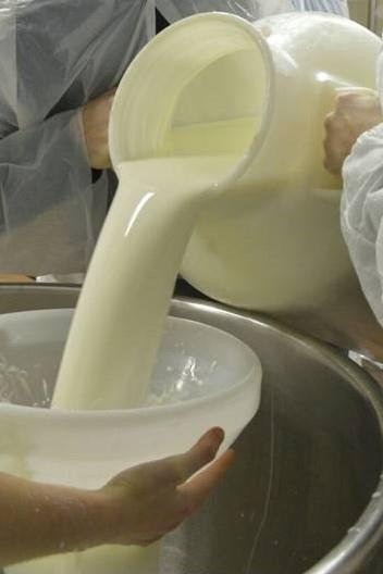 Buone Pratiche di Produzione (GMP): Produrre uno starter termofilo autoctono dal latte Un buono starter arriva da un buon latte.