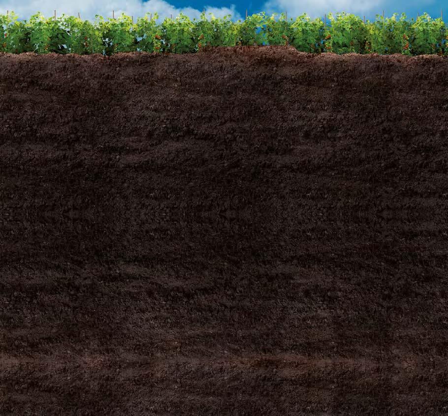LA PROBLEMATICA DEI NEMATODI L importanza di un corretto equilibrio del suolo Il suolo è un sistema biologico tra i più complicati, forse il più complicato.