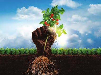 DISTRIBUZIONE NEL SUOLO Velum Prime si distribuisce nel suolo laddove sono sviluppate le radici delle piante, proprio dove è necessaria la sua azione.