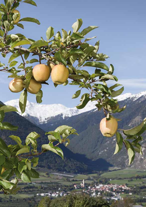 Mele Val Venosta, il miglior sapore dalla natura In Val Venosta le mele vengono coltivate ormai da parecchie generazioni, rendendo la valle una delle zone dell Alto Adige più vocate alla