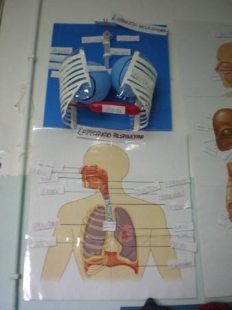 Apparato respiratorio Modellino e mappa dell apparato respiratorio completati e appesi nel