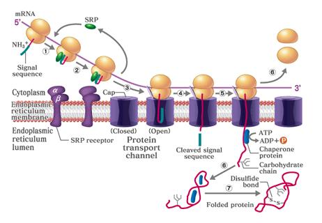 il ripiegamento all interno della Hsp60. http://people.cryst.bbk.ac.uk/~ubcg16z/hsplec.