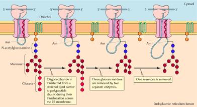 nel lume dell ER, viene glicvosilata su aminaocidi di asparagina selezionati.