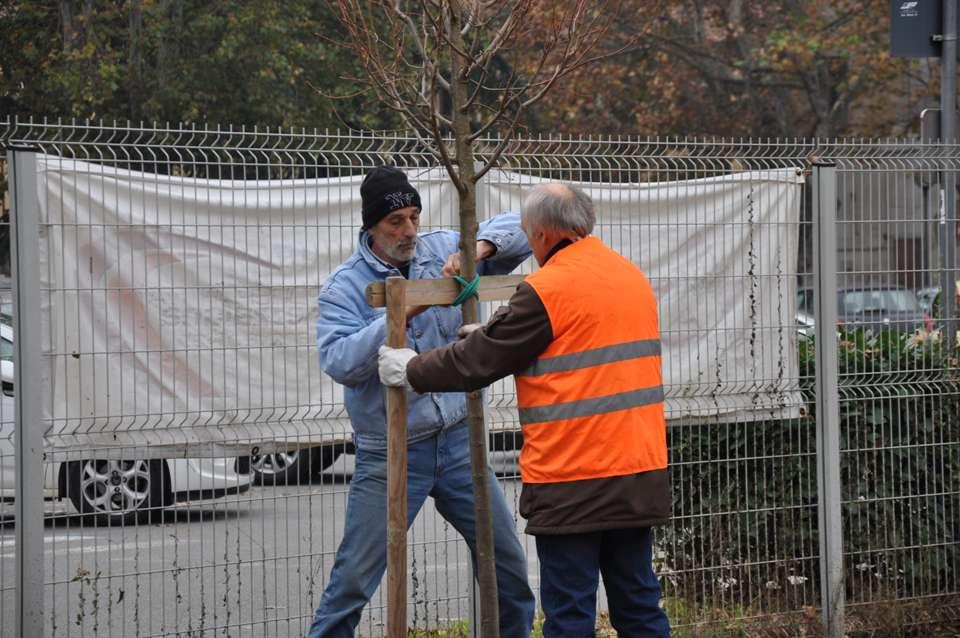 Piantagione del tiglio (Tilia