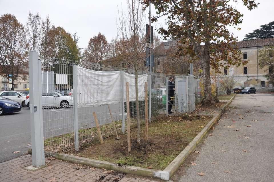 Veduta al termine delle operazioni di piantagione del tiglio (Tilia