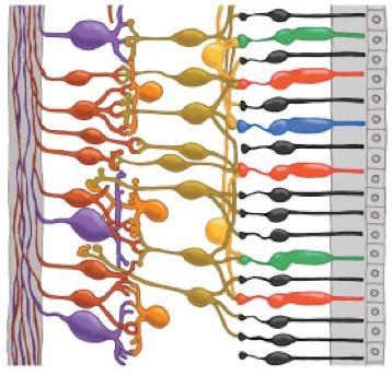 miodesopsie e fosfeni (visione di lampi luminosi) e può causare anche il distacco della retina stessa. 1.2 La retina La retina è la sottile membrana nervosa che riveste internamente il globo oculare.