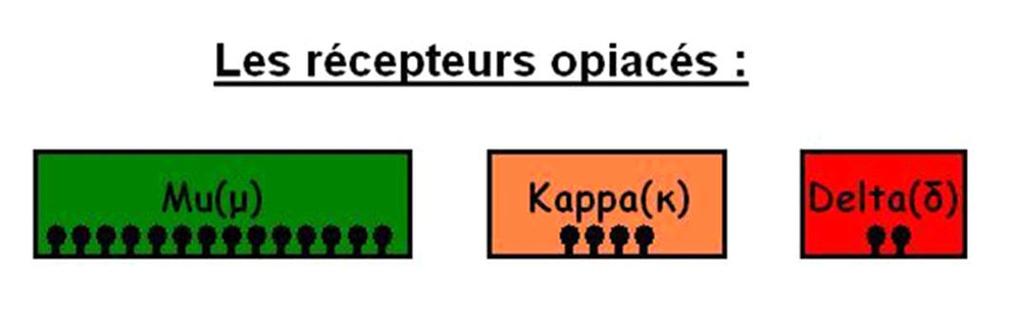 Recettori per gli oppiacei Il Metadone (o