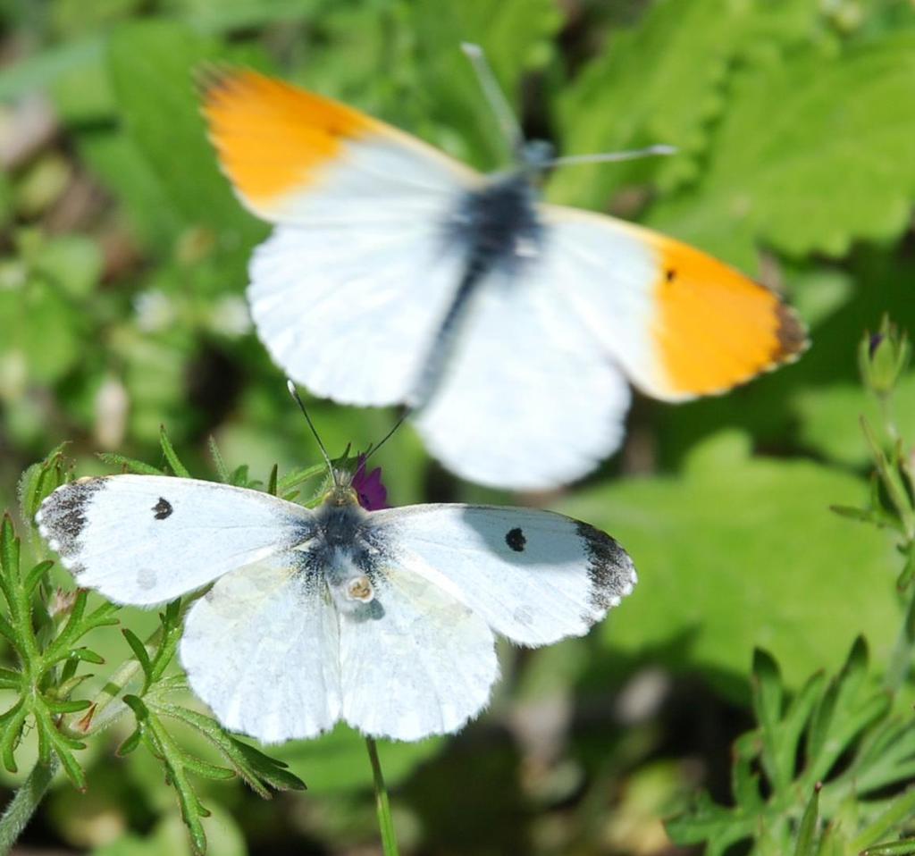 Aurora Anthocharis cardamines