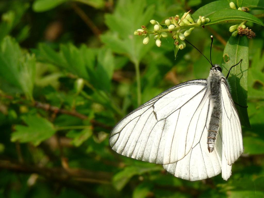 Bernate Ticino, 5