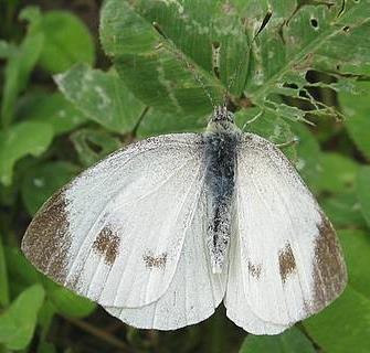 Pieride di Mann Pieris mannii