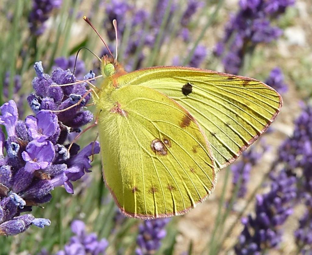 Coliade di Alfacar/ Coliade pallida Colias