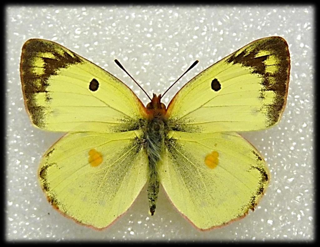 Colias alfacariensis LIVELLO C 1 - Giallo di tonalità più calda 2 - Margine esterno e apice più arrotondati 3 Macchia