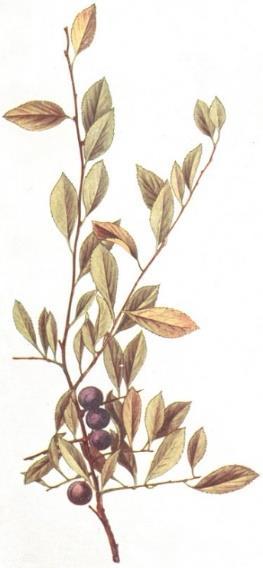 PRUGNOLO SELVATICO Prunus spinosa L. Arbusto caratteristico delle siepi miste autoctone, dove possiamo trovare biancospino, ligustro, acero campestre, corniolo e rosa canina.