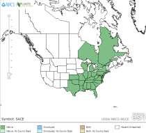 Origine: America Nord-Orientale Altezza: 30-120 cm Periodo di