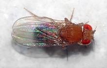 La Drosophila melanogaster, un insetto del ordine dei Diptera, è uno degli organismi più studiati dal punto di vista genetico Il genoma è stato interamente sequenziato nel 1998 e contiene 132 milioni