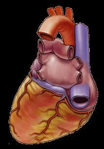 Parete posteriore Circumflex artery (from